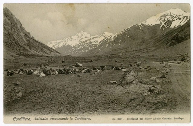 Animales atravesando la cordillera