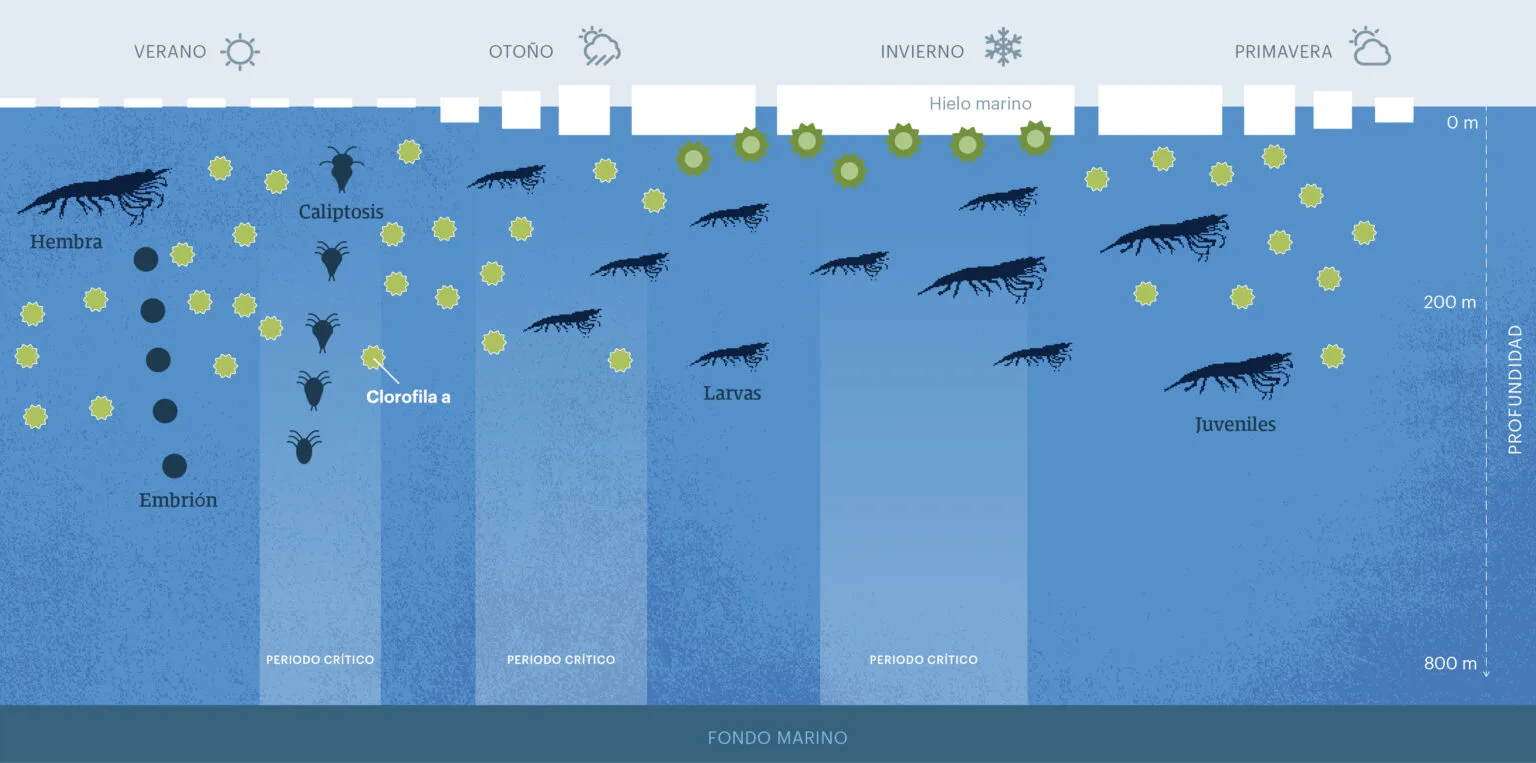 ciclodevida_kril-1536x763