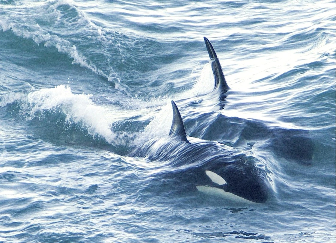 Ballena-Orca.webp